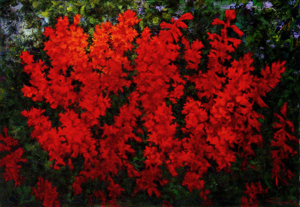 Red bush. Salvia